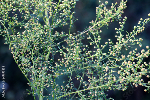 Annual wormwood (Artemisia annua) grows in nature photo