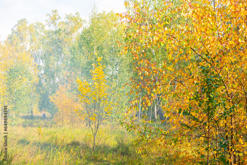 autumn forest, beautiful autumn landscape with yellow leaves on tree branches