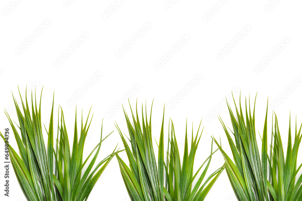 Obraz premium Hojas verdes sobre un fondo blanco liso y aislado. Vista de frente y de cerca. Copy space