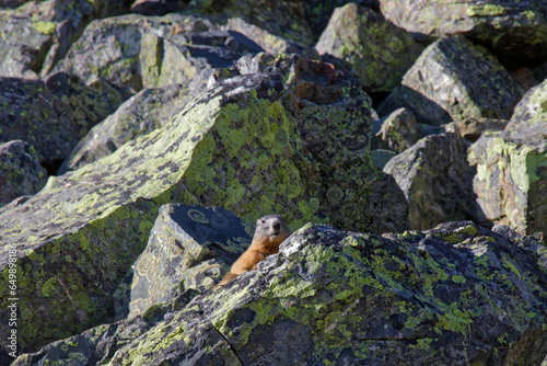 A marmot watches the surroundings from its rocks overhanging