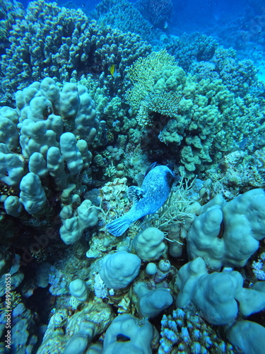 fisch inside Corals, close up