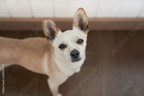 A cute chihuahua crossbreed dog looks into the camera, Waits for its owner, space to copy. The concept of pet care. High quality photo