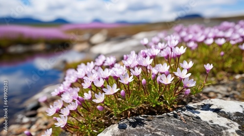 nature arctic tundra flowers illustration landscape north, flower beautiful, summer land nature arctic tundra flowers photo