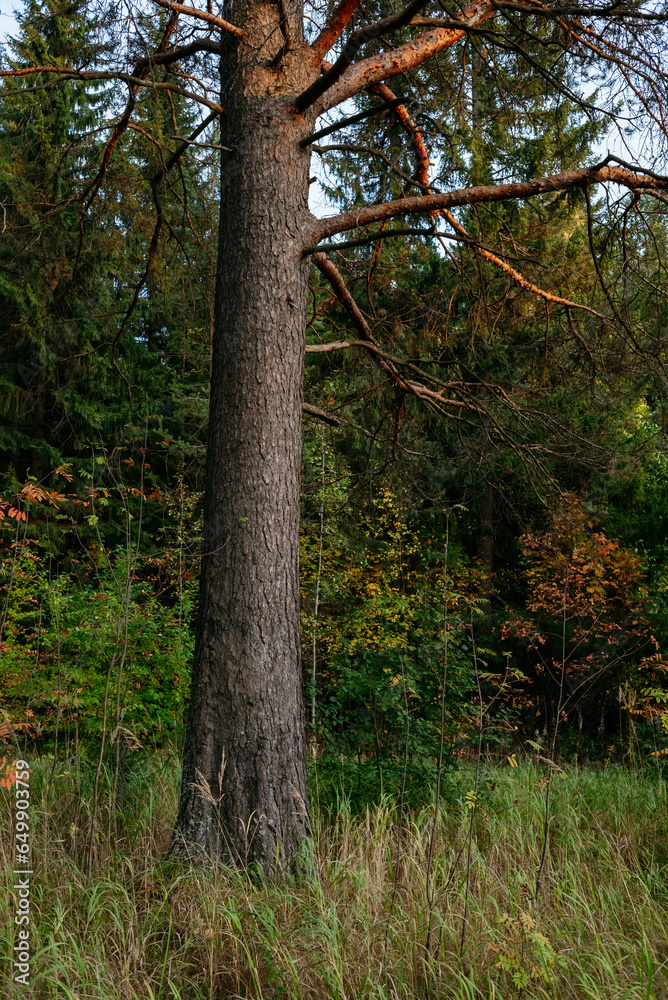 Fototapeta premium Landscape. Autumn forest at sunset