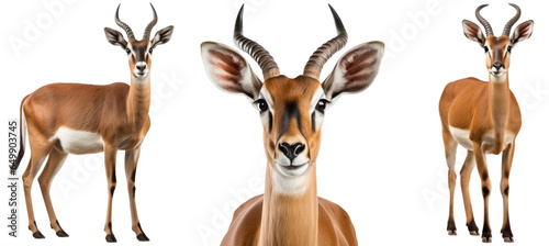 Impala antelope collection (portrait, standing, side view), animal bundle isolated on a white background as transparent PNG