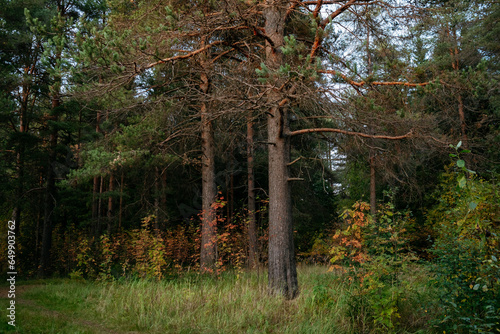 Landscape. Autumn forest at sunset