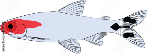 Hemigrammus bleheri, firehead tetra freshwater aquarium tropical fish. Bleher's red headed tetra aquarium fish contour lines hand drawn illustration graphic 