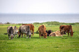 A herd of Zebu cows on a pasture in summer outdoors, bos indicus