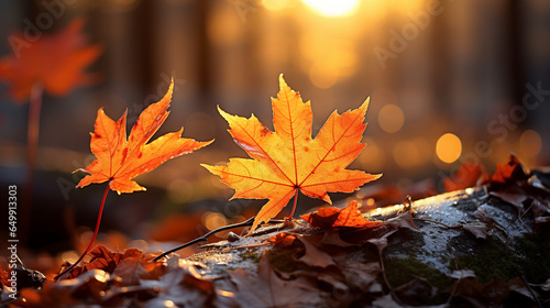 In the forest s embrace  autumn s magic unfolds. Orange maple leaves  like fiery embers  are delicately cradled by nature s hand. As the sun bids the day farewell  a soft focus pai