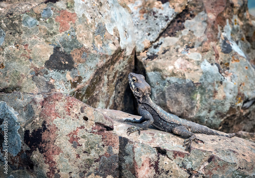 Black gecko on the rocks. Spring in northern Israel.