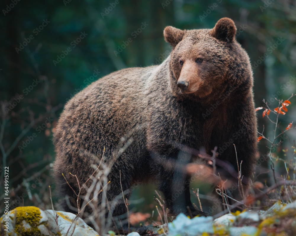 brown bear in the woods