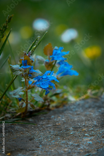 plnat in the garden with blue flowers photo