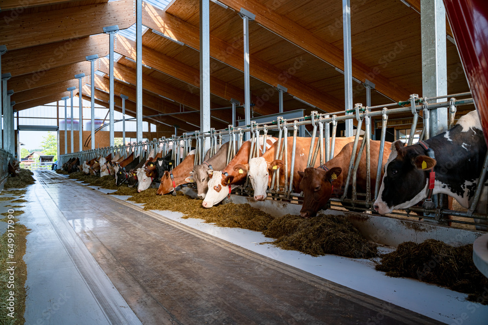 Ne Am Rind Stallbau - Milchkühe fressen Silage am Futtertisch in einem modernen ...