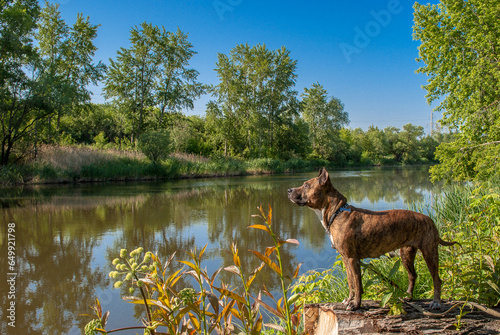 American Staffordshire Terrier on the banks of the river