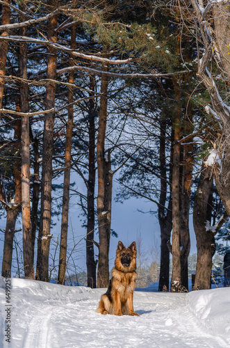 A long-haired German Shepherd in a winter forest.