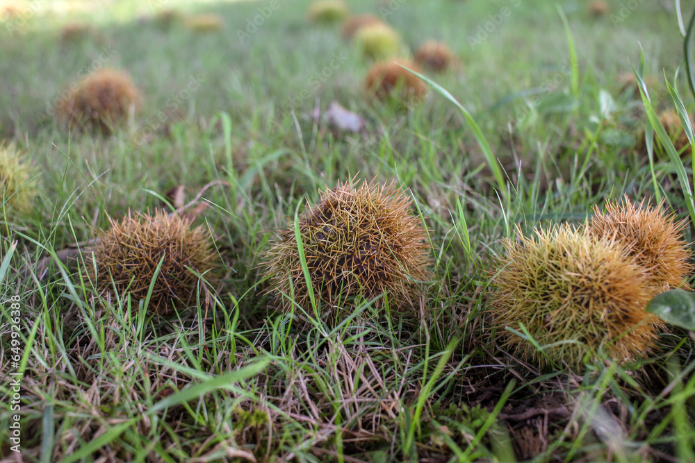 several chestnut hedgehogs on the grass several chestnut hedgehogs on the grass