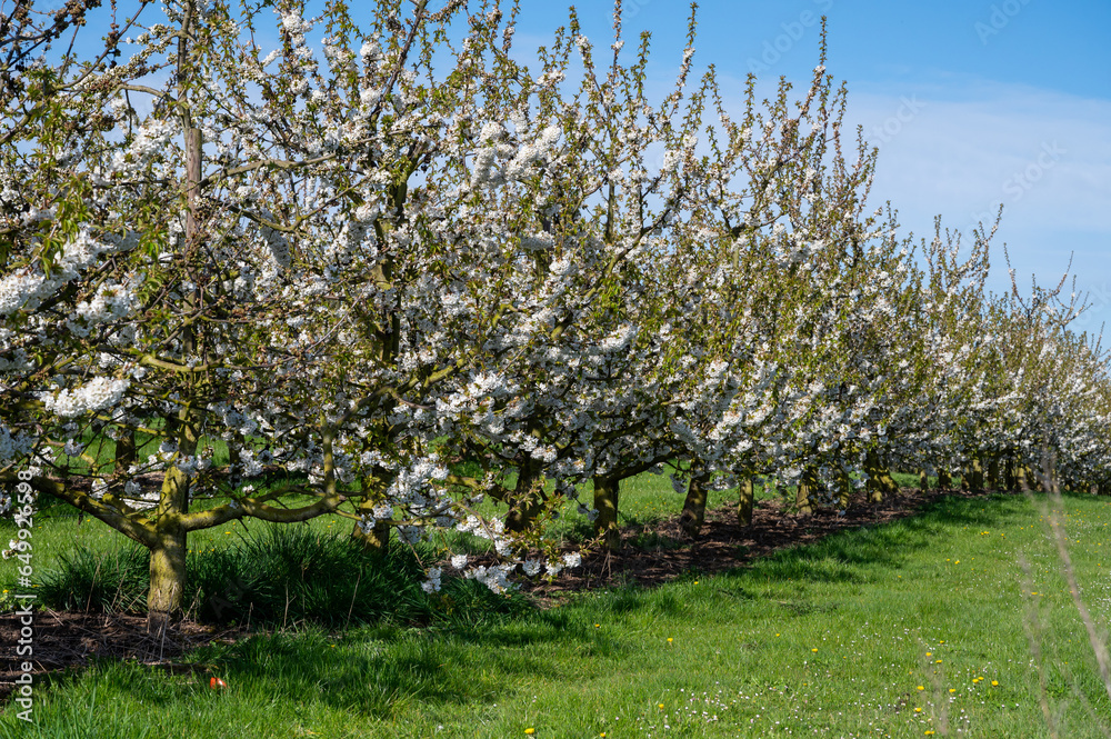 Rows of cherry trees with white blossom in fruit orchard greenhouse with protection sytem from birds in sunny day, Betuwe, Netherlands