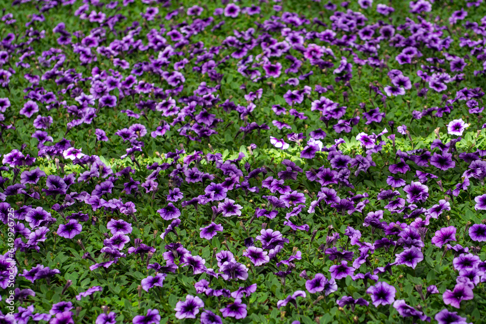 Cultivation of different summer bedding plants, begonia, petunia, young flowering plants, decorative or ornamental garden plants growing in Dutch greenhouse Cultivation of different summer bedding plants, begonia, petunia, young flowering plants, decorative or ornamental garden plants growing in Dutch greenhouse