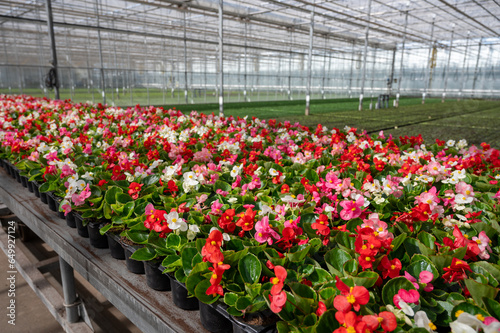 Cultivation of different summer bedding plants, begonia, petunia, young flowering plants, decorative or ornamental garden plants growing in Dutch greenhouse