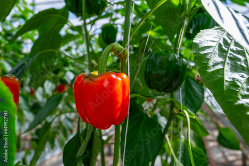 Big ripe sweet bell peppers, paprika plants growing in glass greenhouse, bio farming in the Netherlands