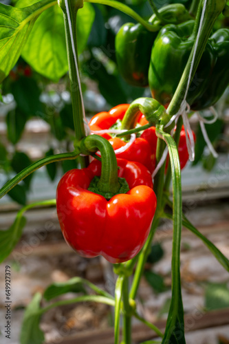 Big ripe sweet bell peppers, paprika plants growing in glass greenhouse, bio farming in the Netherlands