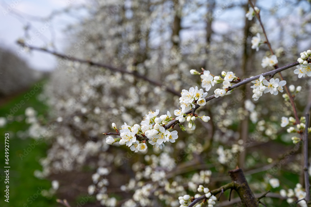 Spring white blossom of plum prunus tree, orchard with fruit trees in Betuwe, Netherlands in april Spring white blossom of plum prunus tree, orchard with fruit trees in Betuwe, Netherlands in april