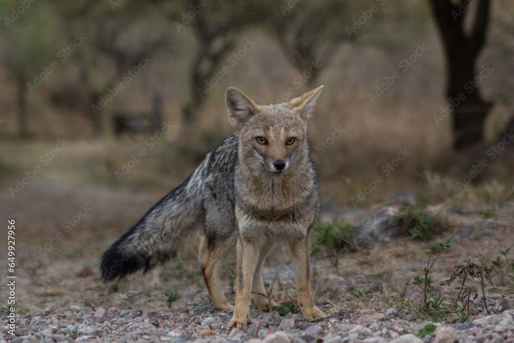 young fox walking on the backyard patio