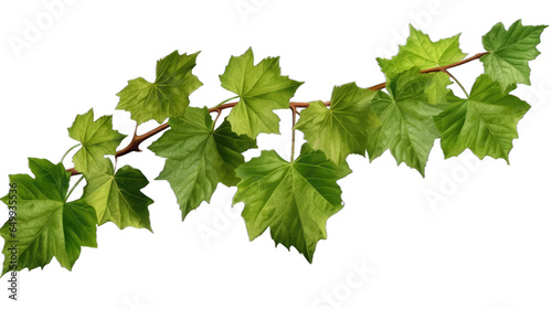 Grape leaves vine plant branch with tendrils in vineyard isolate on transparent background
