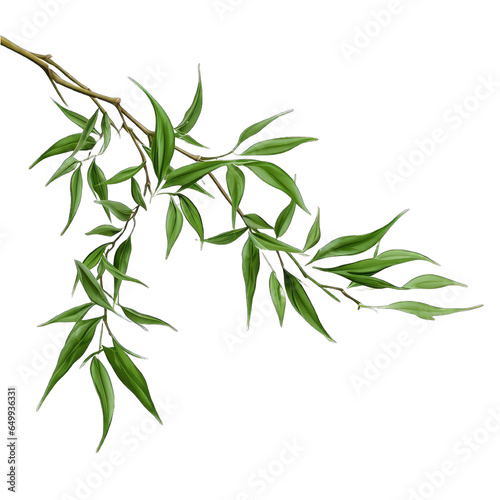 Green bamboo leaves on bamboo branch twig ornamental forest garden plant isolated on transparent background
