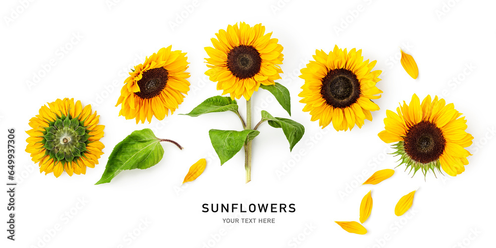 Sunflower flowers, leaves and petals banner isolated on white background.
