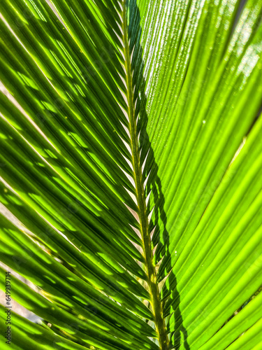 palm tree leaf