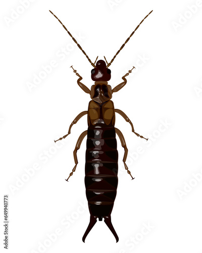 isolated image of earwig beetle on white background 
