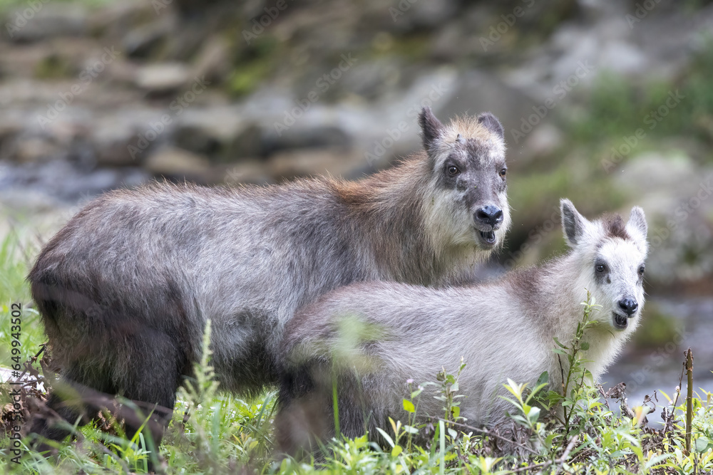 Fototapeta premium 野生の日本カモシカの親子
