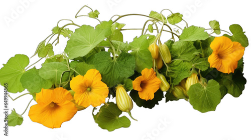 Pumpkin leaves vine plant stems and tendrils are isolated on a transparent background 