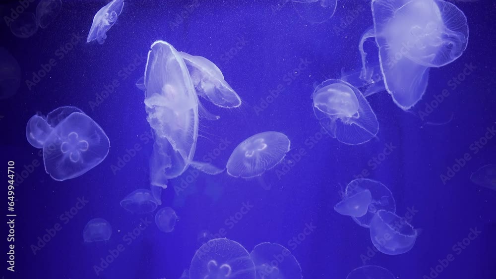 The Moon Jellyfish Or Common Jellyfish (Aurelia Aurita) The Moon Jellyfish Or Common Jellyfish (Aurelia Aurita)