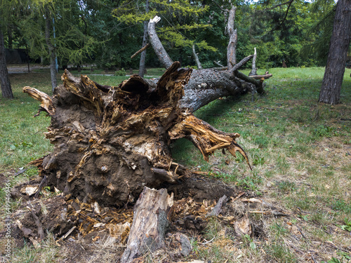 uprooted tree in public park photo