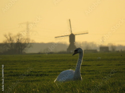 swan in a field 