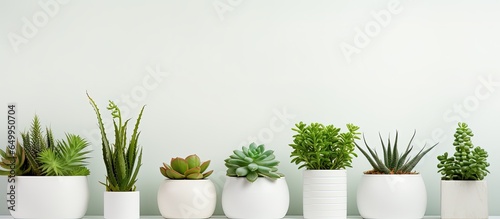 Succulent house plants photo