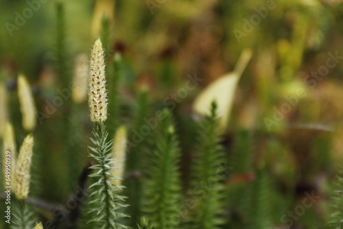 Widlak Jałowcowaty, Spinulum annotinum, interrupted club-moss photo