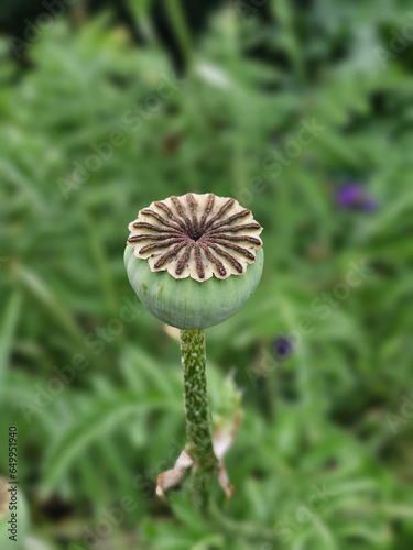 Ripe poppy seed (fruit) of opium poppy on a sunny summer day in a clearing next to a house, Łódź, Poland