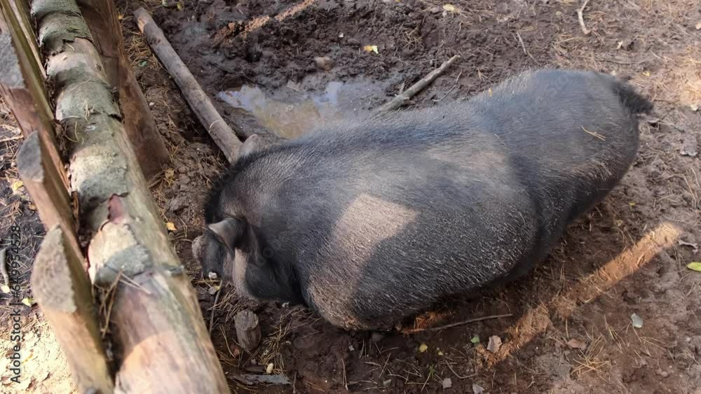Large wild pig in wildlife refuge zoo. Wild animal in fence enclosure in the forest. Black boar. Large wild pig in wildlife refuge zoo. Wild animal in fence enclosure in the forest. Black boar.