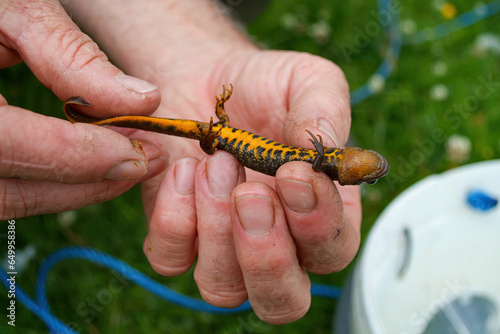 Schilderij op canvas Great Crested Newt (Triturus cristatus), Ecological Survey