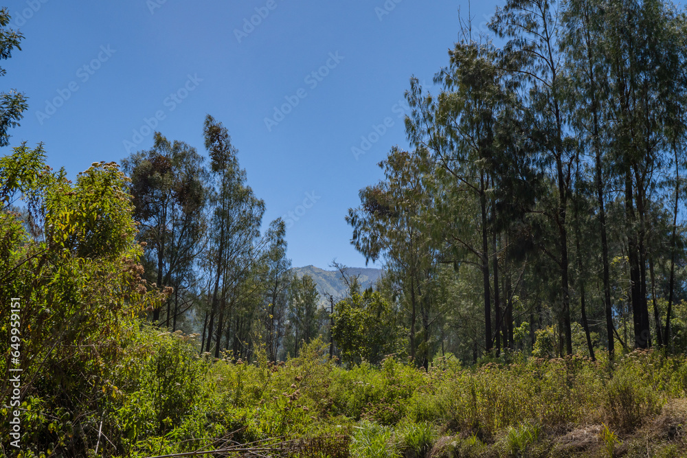 Tree branch and green leaves with blue sky background. The photo is suitable to use for nature background and content media. Tree branch and green leaves with blue sky background. The photo is suitable to use for nature background and content media.