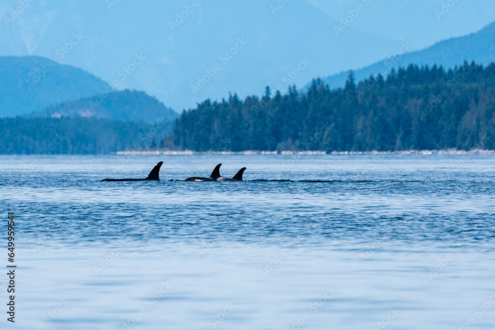 Φωτογραφία Northern Resident Orca fins
A pod of Northern Resident Orca travel through the D