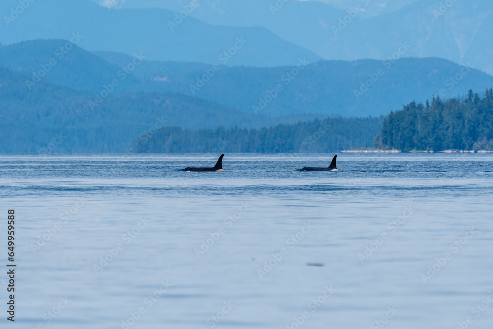 BC Northern Resident Orca
Two large Northern Resident Orca swim silently thru the calm waters of the Discovery Passage with islands and mountains of BC as a backdrop BC Northern Resident Orca
Two large Northern Resident Orca swim silently thru the calm waters of the Discovery Passage with islands and mountains of BC as a backdrop