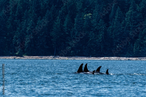 Iconic Northern Resident Orca
A pod of iconic Northern Resident Orca swim so close together along the beautiful forested shoreline of British Columbia