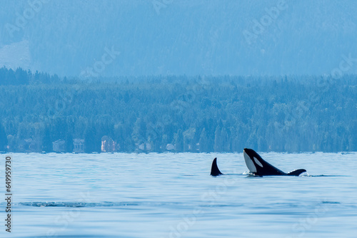 Northern Resident Orca spy hop
A mother Northern Resident Orca spy hops to check the safety of the surrounding waters for her young calf