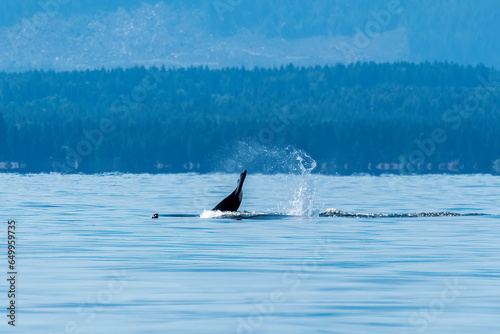 Northern Resident Orca tail
Believed to be a form of communication a mother Northern Resident Orca slaps her tail creating a splash and more importantly eching sound thru the local waters