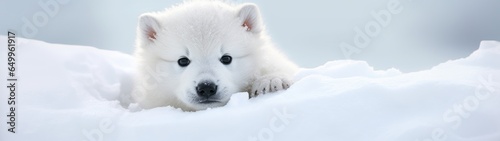 a white puppy lying in snow