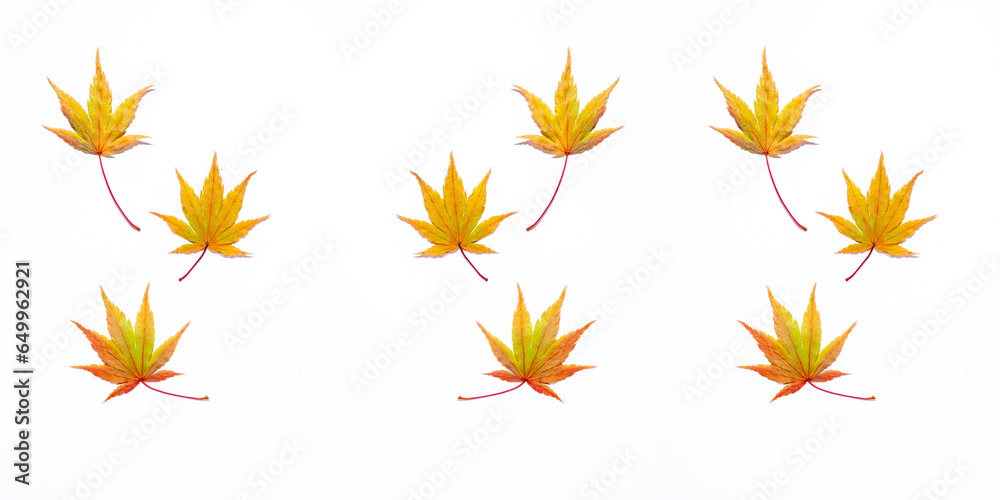 Pattern with colorful fall leaves isolated on a white background. Top view, copy space.